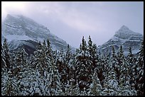 Conifer sand foggy peaks in winter. Banff National Park, Canadian Rockies, Alberta, Canada