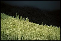 Conifer forest in storm light. Banff National Park, Canadian Rockies, Alberta, Canada ( color)