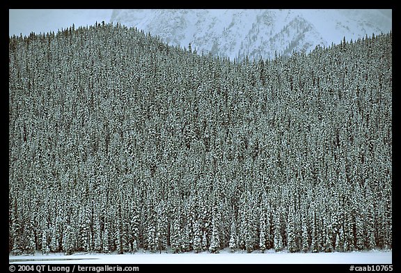Hill with snowy conifers. Canadian Rockies, Alberta, Canada
