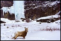 Mountain Goat at the base of a frozen waterfall. Banff National Park, Canadian Rockies, Alberta, Canada (color)