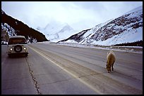 Mountain goat and camper car on Icefields Parway in winter. Banff National Park, Canadian Rockies, Alberta, Canada (color)