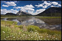 Summer flowers on the shore of first Vermillion Lake, afternon. Banff National Park, Canadian Rockies, Alberta, Canada