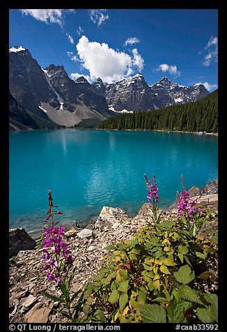 Fireweed and Moraine Lake, late morning. Banff National Park, Canadian Rockies, Alberta, Canada