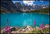 Fireweed and turquoise waters of Moraine Lake, late morning. Banff National Park, Canadian Rockies, Alberta, Canada