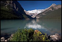 Yellow flowers, Victoria Peak, and green-blue waters of Lake Louise, morning. Banff National Park, Canadian Rockies, Alberta, Canada