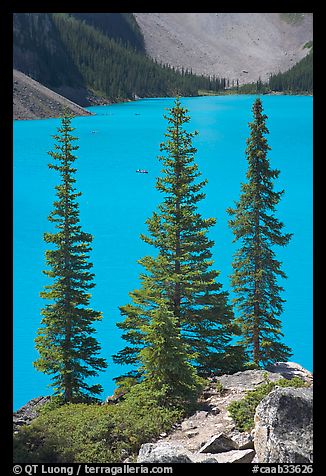 Spruce trees and turquoise blue waters of Moraine Lake , mid-morning. Banff National Park, Canadian Rockies, Alberta, Canada