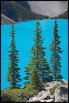 Spruce trees and turquoise blue waters of Moraine Lake , mid-morning. Banff National Park, Canadian Rockies, Alberta, Canada ( color)
