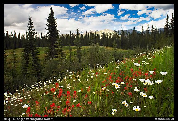 Red paintbrush flowers, daisies, and mountains. Banff National Park, Canadian Rockies, Alberta, Canada (color)