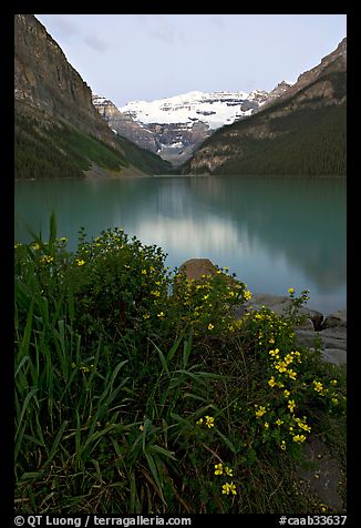 Yellow flowers, Victoria Peak, and green-blue Lake Louise, dawn. Banff National Park, Canadian Rockies, Alberta, Canada