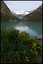 Yellow flowers, Victoria Peak, and green-blue Lake Louise, dawn. Banff National Park, Canadian Rockies, Alberta, Canada ( color)