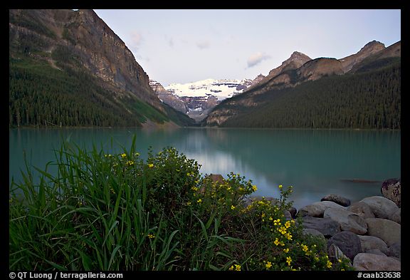 Yellow flowers, Victoria Peak, and Lake Louise, dawn. Banff National Park, Canadian Rockies, Alberta, Canada