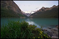 Yellow flowers, Victoria Peak, and Lake Louise, dawn. Banff National Park, Canadian Rockies, Alberta, Canada (color)