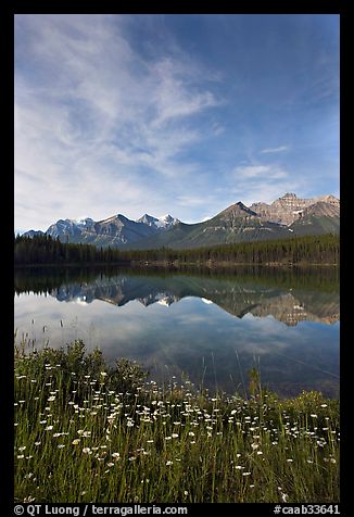 Wildflowers, Herbert Lake and  Bow range, morning. Banff National Park, Canadian Rockies, Alberta, Canada