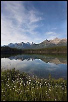 Wildflowers, Herbert Lake and  Bow range, morning. Banff National Park, Canadian Rockies, Alberta, Canada (color)