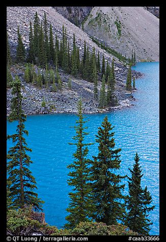 Conifers and blue waters of Moraine Lake. Banff National Park, Canadian Rockies, Alberta, Canada (color)