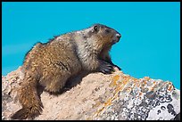 Marmot sitting on rock. Banff National Park, Canadian Rockies, Alberta, Canada (color)