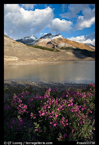 Wildflowers and  glacial pond at the base of the Athabasca Glacier. Jasper National Park, Canadian Rockies, Alberta, Canada