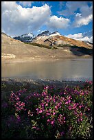 Wildflowers and  glacial pond at the base of the Athabasca Glacier. Jasper National Park, Canadian Rockies, Alberta, Canada (color)