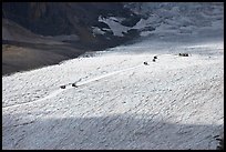 Distant view of snowcoaches transporting tourists on the Athabasca Glacier. Jasper National Park, Canadian Rockies, Alberta, Canada