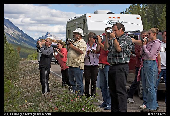 Tourists lined up on Icefields Parkway to photograph wildlife. Jasper National Park, Canadian Rockies, Alberta, Canada (color)