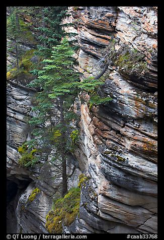 Trees and canyon walls,  Athabasca Falls. Jasper National Park, Canadian Rockies, Alberta, Canada (color)