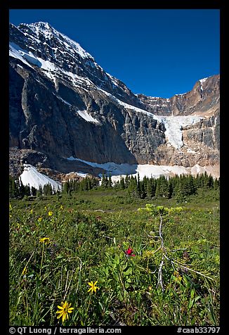 Wildflowers on Cavell Meadows, and Mt Edith Cavell. Jasper National Park, Canadian Rockies, Alberta, Canada (color)