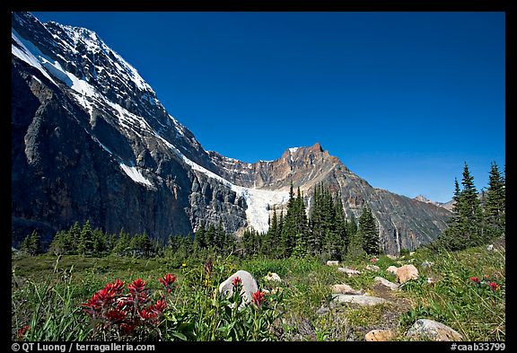 Alpine meadow at the base of Mt Edith Cavell. Jasper National Park, Canadian Rockies, Alberta, Canada (color)