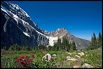 Alpine meadow at the base of Mt Edith Cavell. Jasper National Park, Canadian Rockies, Alberta, Canada ( color)