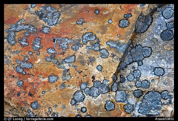 Close-up of rock with lichen. Jasper National Park, Canadian Rockies, Alberta, Canada (color)