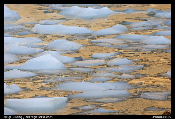 Close-up of icebergs floating in reflected yellow light. Jasper National Park, Canadian Rockies, Alberta, Canada
