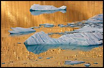Icebergs and gold reflections, Cavel Pond. Jasper National Park, Canadian Rockies, Alberta, Canada ( color)