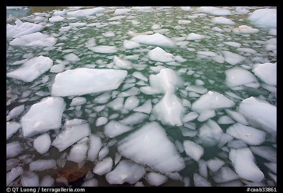 Iceberg tile, Cavell Pond. Jasper National Park, Canadian Rockies, Alberta, Canada (color)