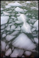 Tile of icebergs, Cavel Pond. Jasper National Park, Canadian Rockies, Alberta, Canada (color)