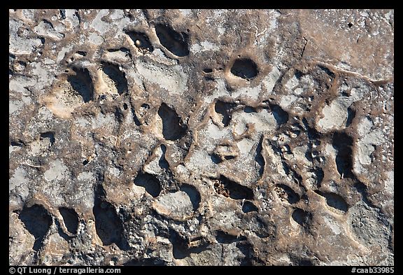 Alveoles in rock, Dinosaur Provincial Park. Alberta, Canada
