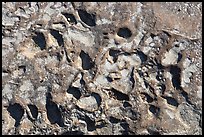 Alveoles in rock, Dinosaur Provincial Park. Alberta, Canada ( color)