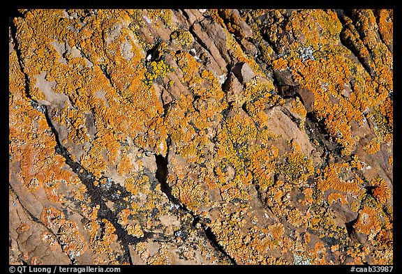 Detail of lichen on rock, Dinosaur Provincial Park. Alberta, Canada