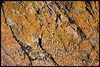 Detail of lichen on rock, Dinosaur Provincial Park. Alberta, Canada (color)