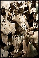 Stack of buffalo skulls, Head-Smashed-In Buffalo Jump. Alberta, Canada ( color)