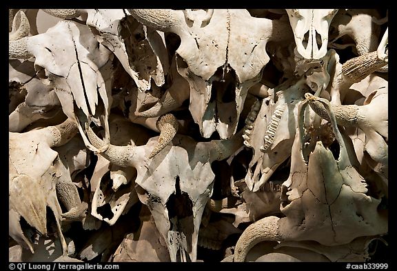 Buffalo skulls, Head-Smashed-In Buffalo Jump. Alberta, Canada (color)