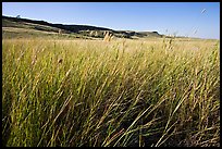Tall prairie grasses with cliff in the distance,  Head-Smashed-In Buffalo Jump. Alberta, Canada ( color)