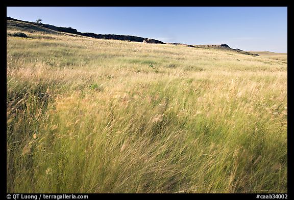 Tall prairie grasses blown by wind and cliff, Head-Smashed-In Buffalo Jump. Alberta, Canada (color)