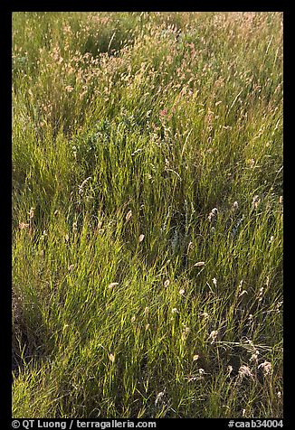 Prairie Grass. Alberta, Canada (color)