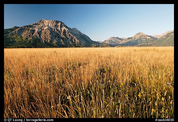 Tall grass prairie and mountains. Waterton Lakes National Park, Alberta, Canada