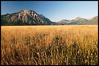 Tall grass prairie and mountains. Waterton Lakes National Park, Alberta, Canada