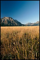 Grass prairie and front range Rocky Mountain peaks. Waterton Lakes National Park, Alberta, Canada