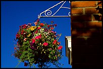 Hanging basket of flowers. Victoria, British Columbia, Canada ( color)