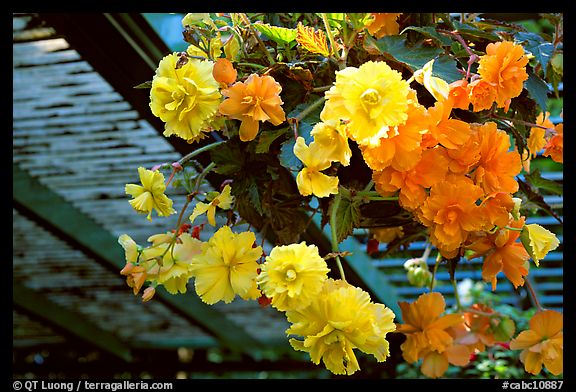 Hanging baskets of begonias. Butchart Gardens, Victoria, British Columbia, Canada (color)