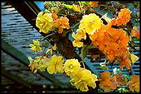 Hanging baskets of begonias. Butchart Gardens, Victoria, British Columbia, Canada