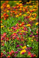 Colorful annuals with out of focus background. Butchart Gardens, Victoria, British Columbia, Canada ( color)