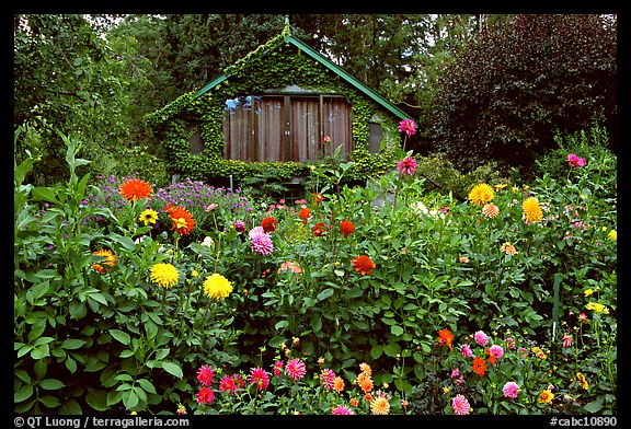 Dalhias and cabin. Butchart Gardens, Victoria, British Columbia, Canada (color)